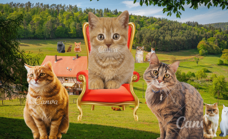 Miau & Povestiri – Blogul iubitorilor de pisici